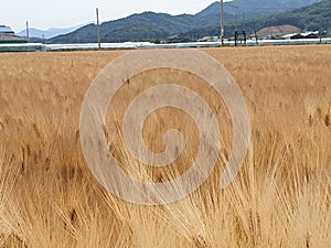 Barley field landscape changing to golden