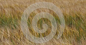 Barley field , Loiret department, France