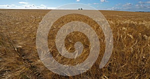 Barley field , Loiret depatment, France