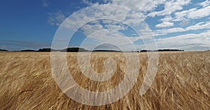 Barley field in Loiret, France