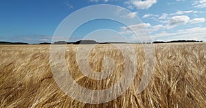 Barley field in Loiret, France