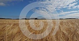 Barley field in Loiret, France