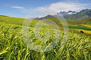 Barley field with mountains