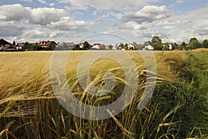 Barley field at the outskirts of village