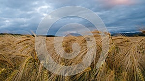 Barley in field with overcast sky