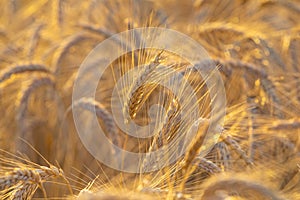 Barley field with ripe and gold barley crops