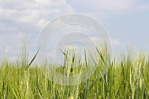 Barley field with ripened green spikes, clear blue sky with clouds. Cereal crops of agricultural plants, a wheat rye barley farmer