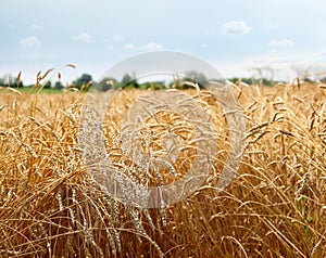 Barley field s on a hot sunny day