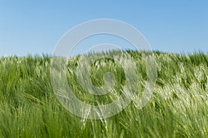 Barley field in spring under blue sky