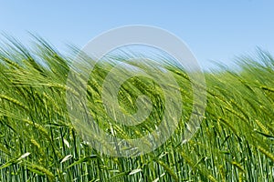 Barley field in spring under blue sky