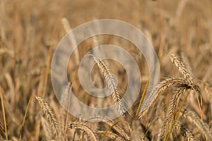 Barley field in summer