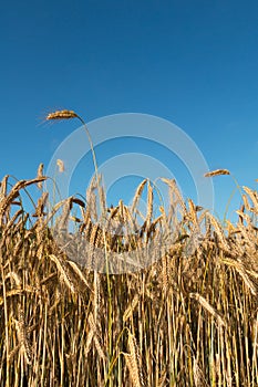 Barley field in summer