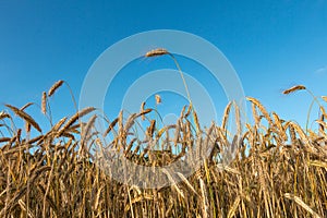 Barley field in summer