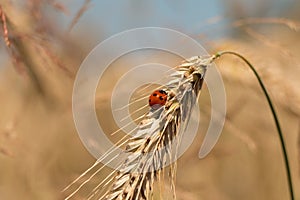 Barley field in summer photo