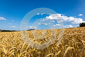 Barley field in summer in Sauerland photo