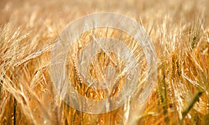 Barley field at sunset. Agriculture, agronomy, industry concept. Horizontal image