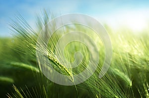 Barley field in sunset time