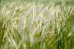 Barley field in sunset time. Agriculture, agronomy, industry concept