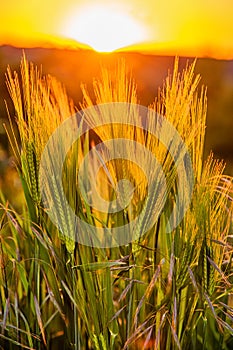 Barley field in sunset time. A close up of green wheat growing. Rye secale cereale