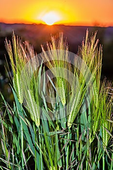 Barley field in sunset time. A close up of green wheat growing. Rye secale cereale