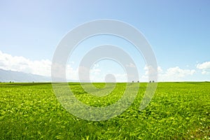 Barley field under blue sky white clouds