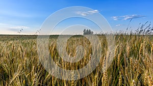 Low at the barley field