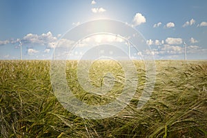 Barley field and wind generator