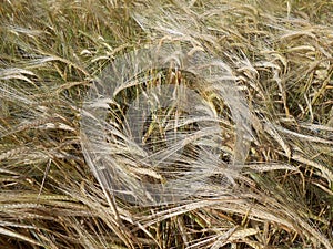 Barley field in the wind