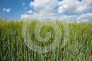 Barley fields.