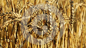 Barley fields ears damage burnt fire flame barley after blaze detail heat, wild drought dry black earth ground