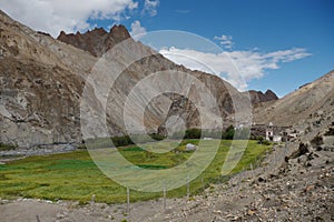 Barley fields in the high-desert