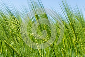 Barley fields in spring under blue sky