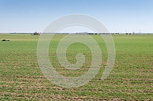 Barley fields in a system of dryland agriculture