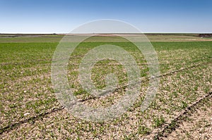 Barley fields