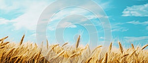 Barley Fields Under a Blue Sky with Soft Clouds
