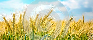 Barley Fields Under a Blue Sky with Soft Clouds