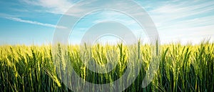 Barley Fields Under a Blue Sky with Soft Clouds