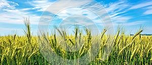Barley Fields Under a Blue Sky with Soft Clouds
