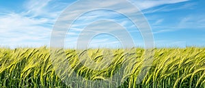 Barley Fields Under a Blue Sky with Soft Clouds