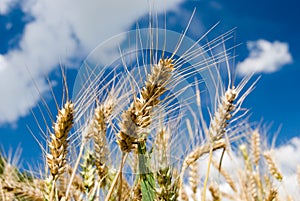 Barley (grain) closeup