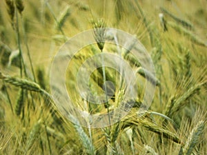 Barley grain closeup in NYS farm field