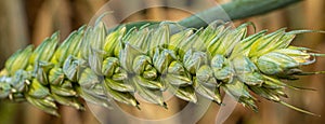 Barley Grain growing in Green Field Close up low level view