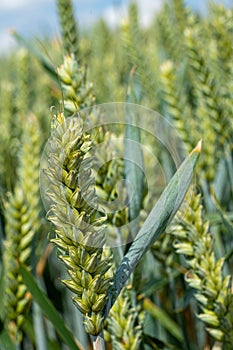 Barley Grain growing in Green Field Close up low level view