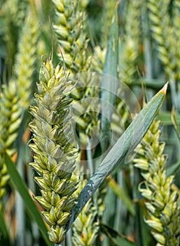 Barley Grain growing in Green Field Close up low level view