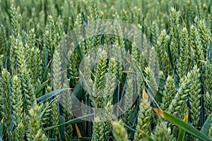 Barley Grain growing in Green Field Close up low level view