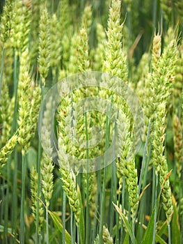 Barley grain heads mature in the Finger Lakes region of NYS