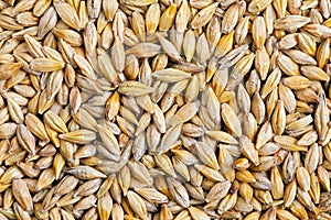 Barley grain (Hordeum)