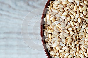 Barley grain Hordeum vulgare