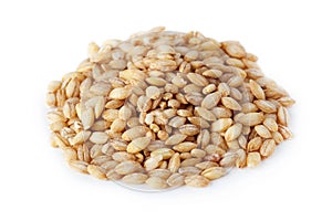 Barley grain Hordeum vulgare