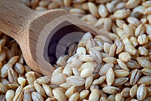 Barley grain Hordeum vulgare